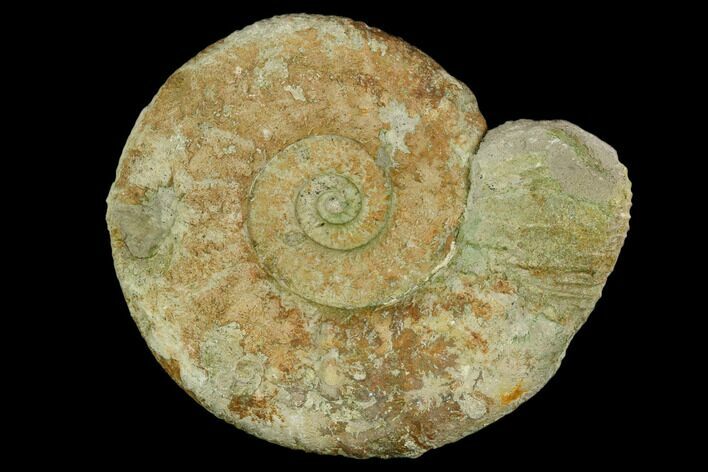 Ammonite (Orthosphinctes) Fossil - Germany #125863
